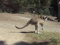 Thommy chases the kangas.... Thommy chases the kangas....