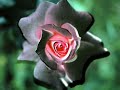 Tango & roses-Tango to Evora Lorena McKennitt Tango & roses-Tango to Evora Lorena McKennitt