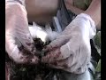 Albatross Necropsy