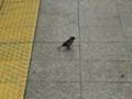 videos de BIRD waits for TRAIN