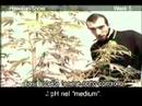 Green House SeedCo Hawaiian Snow Grow with Italian Subtitles Green House SeedCo Hawaiian Snow Grow with Italian Subtitles