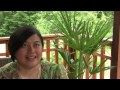 Two Chamorros in Washington state tell their stories about how they've made the Northwest their home away from home.