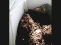 YouTube - Bigfoot Found!? Find out Today!!