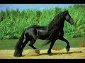 Ein Pferd-das gr��te Gl�ck meines Lebens