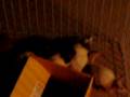 rat pack.AVI