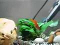 Orange giving birth 