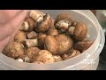 Video Recipe: Beef Bourguignon