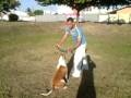 Schutzhund obedience with Pit Bull (Balabanov Method)