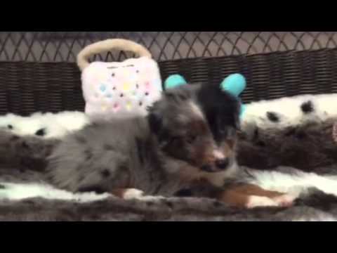 Unique, One of a kind blue merle mini Aussie