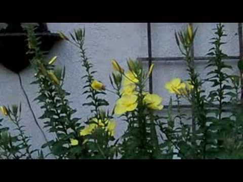 how to fertilize primroses