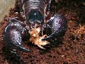 Scorpian eats and hunts