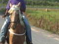 southern belle singlefooting-SOLD