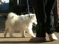 Samoyed  Puppy