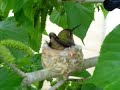 Humming bird nest March 22 2007 Humming bird nest March 22 2007