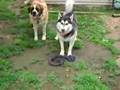 Alaskan Malamute video