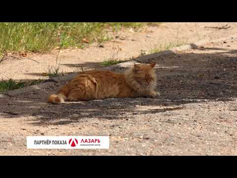 Барановичи день за днем. 09.07.20.