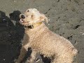 canelo the spanish water dog