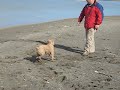 canelo the spanish water dog