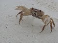 Краб (Crab)