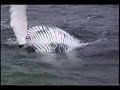 Whales With Names - Ember Playing