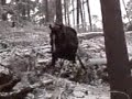 P?ibli?ování d?eva kon?m P?ibli?ování d?eva kon?m