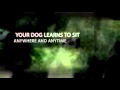 CHICAGO DOG BOOT CAMP
