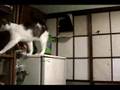 ご飯支度中の珍入猫 Japanese cat door 1