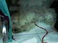 Funny Dog In Rodos 2007