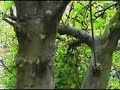 Tunng - Woodcat Tunng - Woodcat
