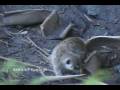 videos de D.W. Animal Kingdom~ 11/26/08 - Meerkats