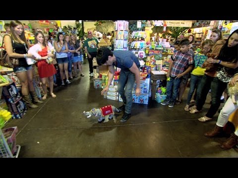 Criss - Criss asks the customers in a toy store to bring him a group of stuffed animals. They're amazed when he makes one walk and fall over on command - and then pu...