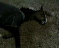 knobby sleeping