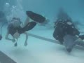 tdisdi-and-shadow-divers.html