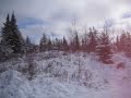 Elk Trapping