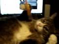 Happy Sniffy =^.^=