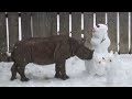 Rhino Enrichment, Cleveland Style Rhino Enrichment, Cleveland Style