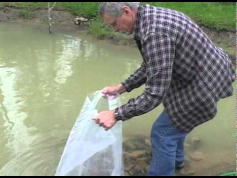 how to eliminate turtles from a pond