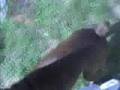 Bóxer video