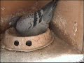 part 3  hodowla kulbacki 08r  gołębietaubenpigeonголуби