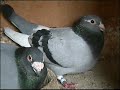 Part 3 , hodowla kulbacki 08r , gobie,tauben,pigeon,