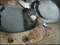 part 3  hodowla kulbacki 08r  gołębietaubenpigeonголуби