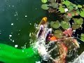 Longfin Samurai gyter i koi dammen Longfin Samurai gyter i koi dammen
