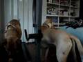 Valentine: Leashless Treadmill Dog