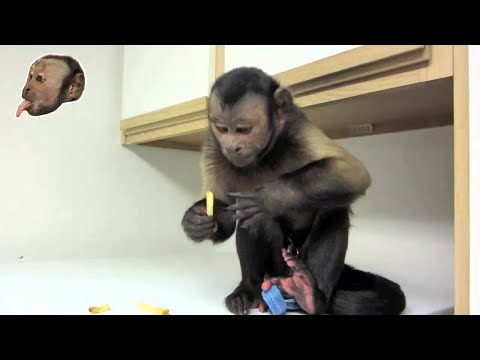 monkey - MonkeyBoo loves him some French Fries and he will show you!