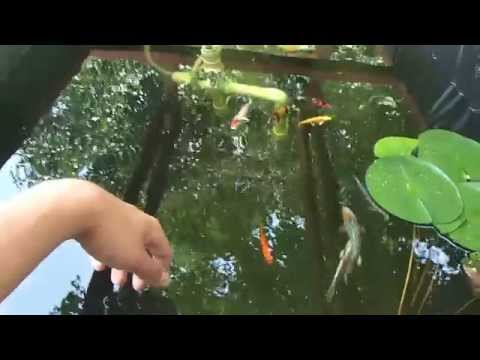 how to care koi fish