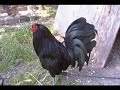 gallos