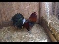 Gallos Finos de sacramento ca