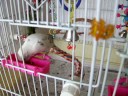Morning Mash Faced Budgies Morning Mash Faced Budgies