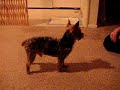 cool dog tricks cool dog tricks