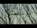 Filmed in High Definition in January 2009 this is a short quick video edit of some footage taken at London Stansted. Includes Monarch A321, ThomsonFly 737 & 767, Aegean Airbus A320, Air Berlin A319 & Bombardier Dash-8-400, Titan Airways 737-300QC, Global Supply Systems 747-400F, FedEX A300 and Germanwings A319 in T-Mobile livery